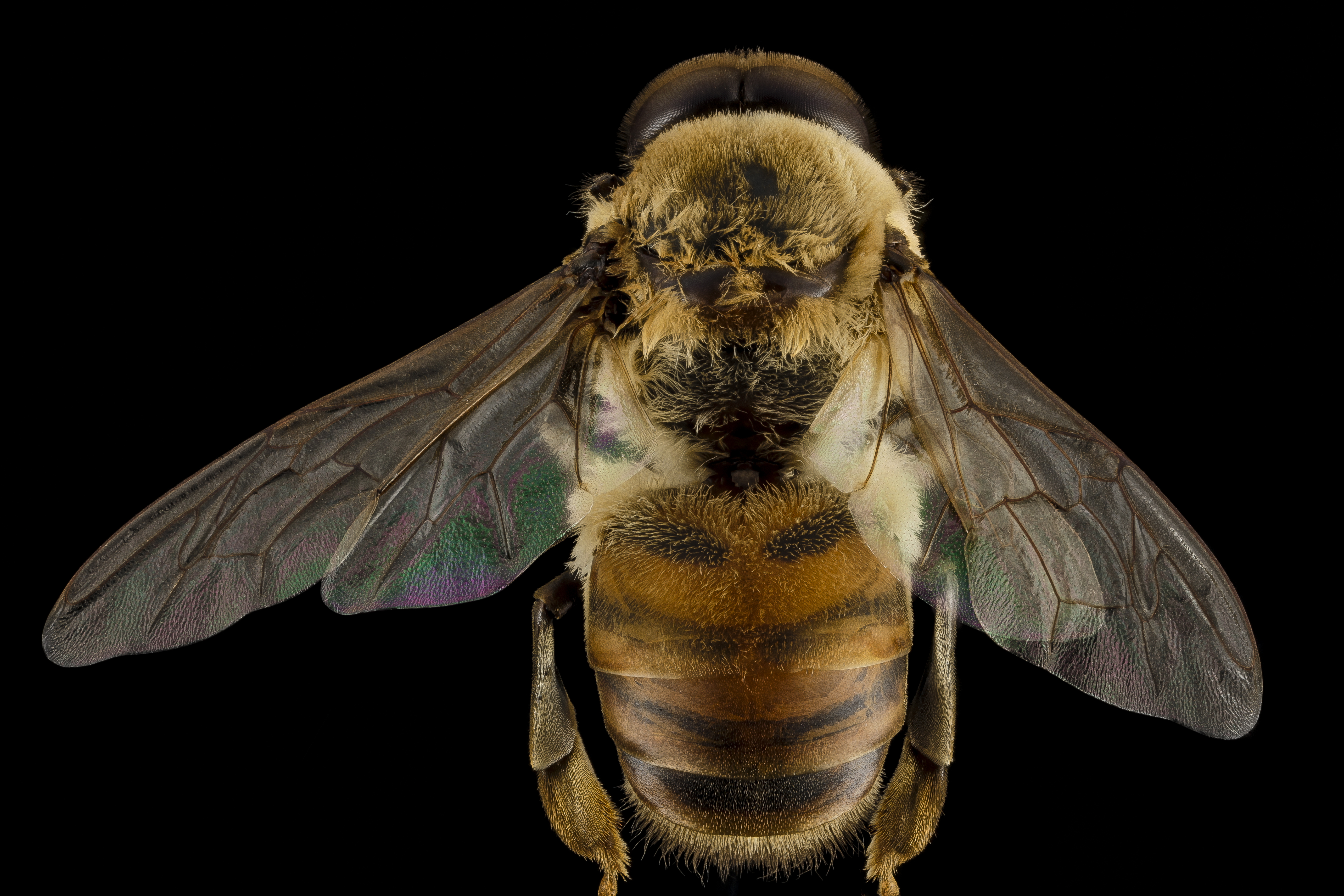 Honeybee drone, m, back, MD, pg county | U.S. Geological Survey